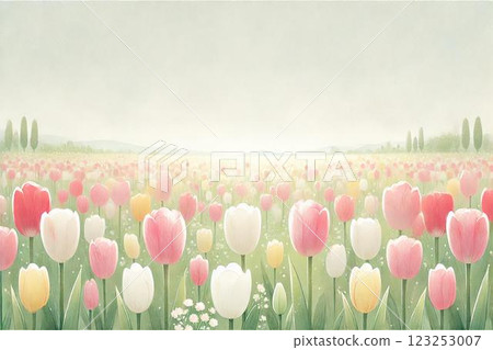 Tulip field 123253007