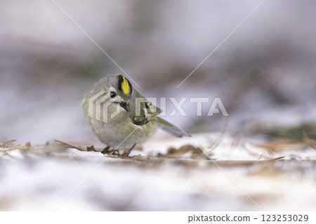 A goldcrest standing on the snow A goldcrest standing on the snow 123253029