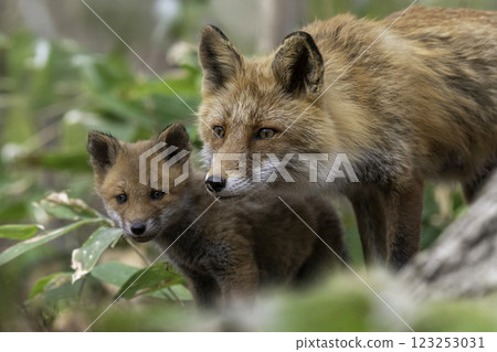 紅狐狸的父母和孩子在森林裡玩耍 紅狐狸的父母和孩子在森林裡玩耍 123253031