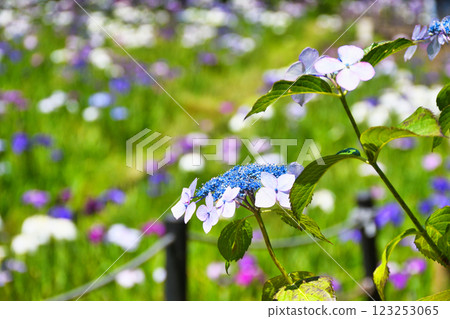 Hondo-ji Temple: Beautiful hydrangeas and irises (Matsudo City, Chiba Prefecture) 123253065