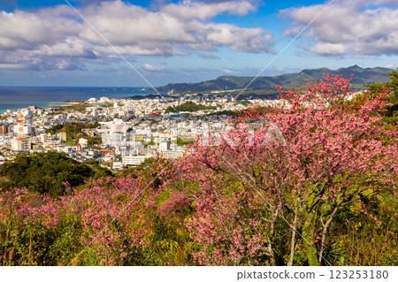 沖繩縣名護市名護城公園櫻之園內,琉球寒緋櫻花早開,蔚藍的名護灣與城市景觀盡收眼底 沖繩縣名護市名護城公園櫻之園內,琉球寒緋櫻花早開,蔚藍的名護灣與城市景觀盡收眼底 123253180