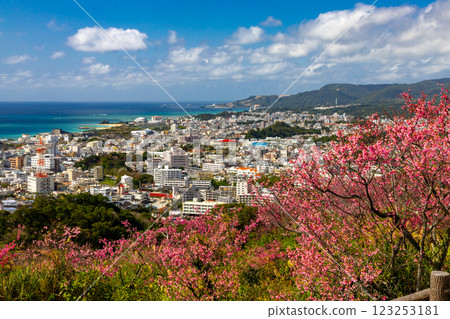 沖繩縣名護市名護城公園櫻之園內，琉球寒緋櫻花早開，蔚藍的名護灣與城市景觀盡收眼底 123253181