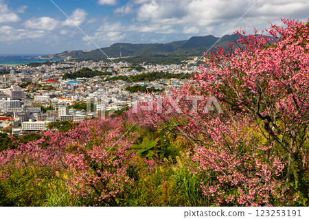 沖繩縣名護市名護城公園櫻之園內，琉球寒緋櫻花早開，蔚藍的名護灣與城市景觀盡收眼底 123253191