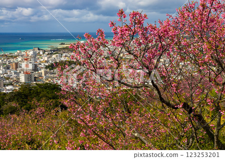 沖繩縣名護市名護城公園櫻之園內，琉球寒緋櫻花早開，蔚藍的名護灣與城市景觀盡收眼底 123253201