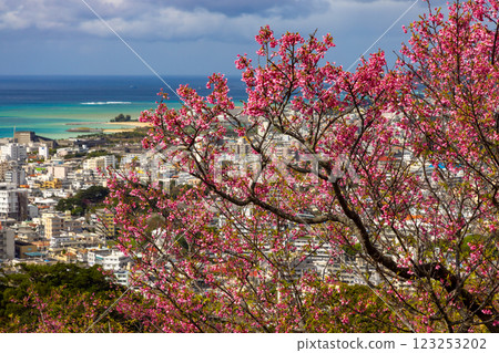 沖繩縣名護市名護城公園櫻之園內,琉球寒緋櫻花早開,蔚藍的名護灣與城市景觀盡收眼底 沖繩縣名護市名護城公園櫻之園內,琉球寒緋櫻花早開,蔚藍的名護灣與城市景觀盡收眼底 123253202