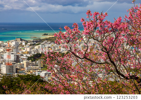 沖繩縣名護市名護城公園櫻之園內，琉球寒緋櫻花早開，蔚藍的名護灣與城市景觀盡收眼底 123253203