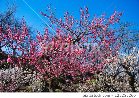 Plum grove at Okurayama Park in Yokohama 123253260