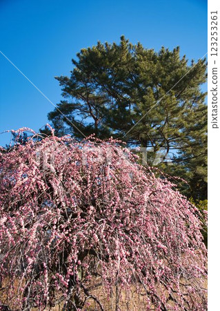 Plum grove at Okurayama Park in Yokohama 123253261