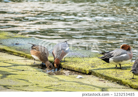 大阪市中之島公園堂島川野鴨子 123253485