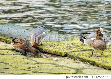 大阪市中之島公園堂島川野鴨子 123253486