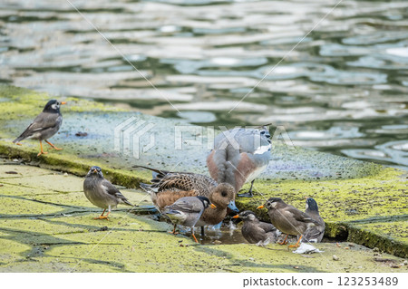 大阪市堂島川中之島公園的河堤上,聚集一群野鴨和八哥 大阪市堂島川中之島公園的河堤上,聚集一群野鴨和八哥 123253489