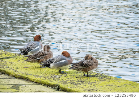 Wigeon standing on the riverbank, Dojima River, Osaka City, Nakanoshima Park 123253490