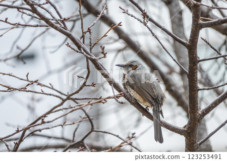 Bulbul perching on a tree branch 123253491