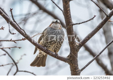 Bulbul perching on a tree branch 123253492