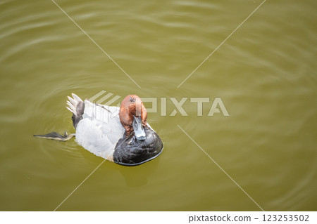 A duck floating in the moat, Osaka Castle outer moat 123253502