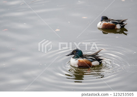 鯨頭鸛（雄性） 大阪城公園 123253505