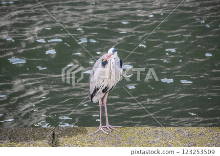 A grey heron standing on the bank of the Tosabori River at Nakanoshima Park in Osaka City 123253509