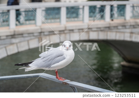 大阪市土佐堀川中之島公園內的黑頭鷗 123253511