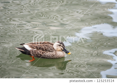綠頭鴨、中之島公園、大阪、堂島川 123253514