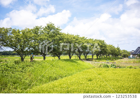 A row of cherry trees stretching across a rural landscape - Former Kurayoshi Railway Line 123253538