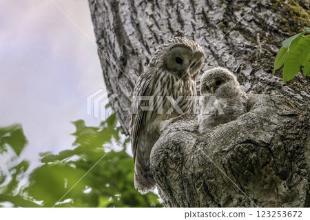 A mother Ural owl watches over her young as they prepare to leave the nest 123253672