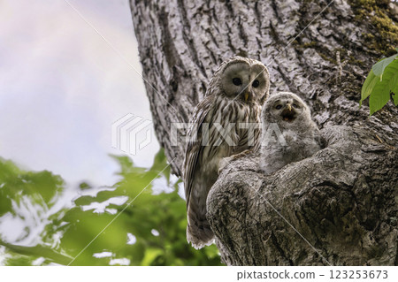 A mother Ural owl watches over her young as they prepare to leave the nest 123253673