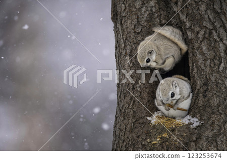 A couple of Ezomomonga relaxing on the tree A couple of Ezomomonga relaxing on the tree 123253674