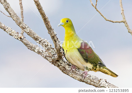 雄性日本綠鴿，全身輪廓 123253895