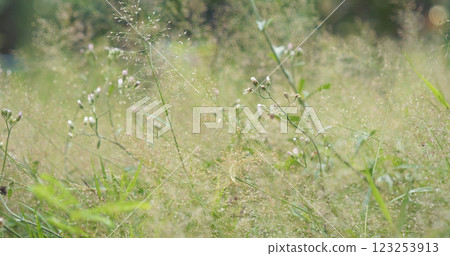 Close up white wild flower blooming in summer garden meadow green blossom in morning. White daisy soft yellow on mountain background nature spring landscape. Flower in green meadow pasture landscape 123253913