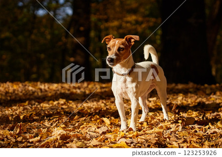 Dog standing in autumn park with colorful fallen leaves. Outdoor portrait of cute Jack Russell Terrier dog. Small dog walking in forest 123253926