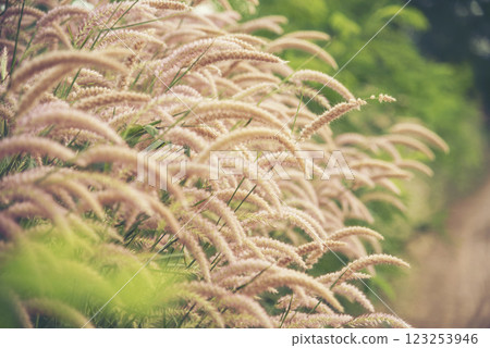 Grass field sunset Beautiful landscape with grasses meadow on sunlight. Countryside heaven amazing field scene grass meadow on sunbeam nature dawn. Sunset dawn landscape vibrant scenery horizontal 123253946
