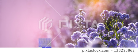 Banner Purple Pastel margaret flower floral blossom blurred background. Pastel violet romance bloom spring season. Magenta petals blossom in garden. Banner violet floral wildflower with copy space 123253962