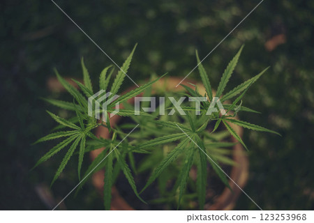 Green weed Marijuana Hemp leaf made cannabis crude oil medicine farm. CBC, THC herb agriculture Weed leaf Drug. Medicine cannabis plant herb CBC. Medicine sustainability concept Green weed Marijuana Hemp leaf made cannabis crude oil medicine farm. CBC, THC herb agriculture Weed leaf Drug. Medicine cannabis plant herb CBC. Medicine sustainability concept 123253968