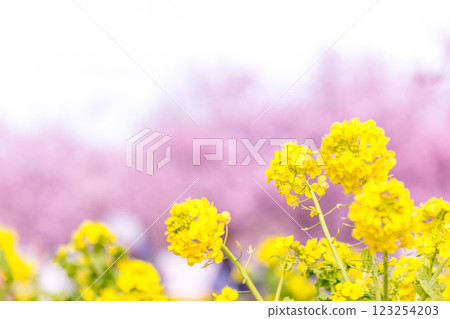Full-bloomed rape blossoms and cherry blossom petals Full-bloomed rape blossoms and cherry blossom petals 123254203
