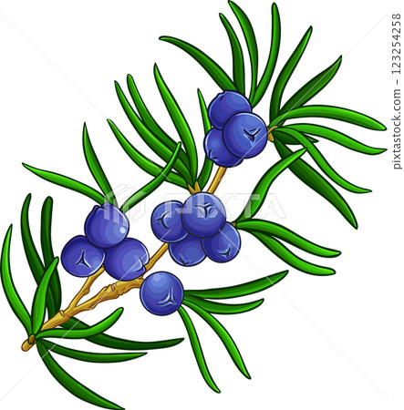 Juniper Branch with Berries and Leaves Colored Detailed Illustration.  123254258