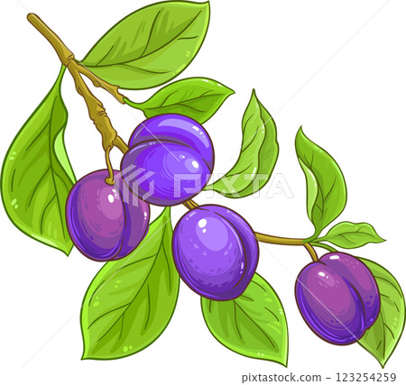 Plum Branch with Fruits and Leaves Colored Detailed Illustration. Organic natural nutritional healthy food ingredient, vegetarian diet product. Plum Branch with Fruits and Leaves Colored Detailed Illustration. Organic natural nutritional healthy food ingredient, vegetarian diet product. 123254259