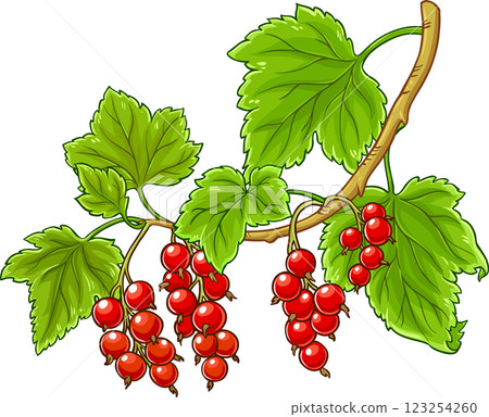 Red Currant Branch Colored Detailed Illustration. 123254260