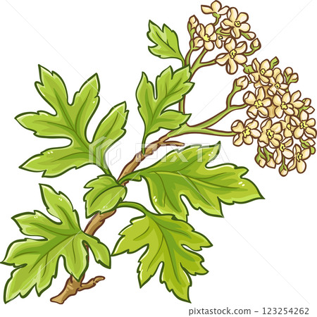 Hawthorn Branch with Flowers and Leaves Colored Detailed Illustration. Ingredient for health care and alternative medicine. Hawthorn Branch with Flowers and Leaves Colored Detailed Illustration. Ingredient for health care and alternative medicine. 123254262