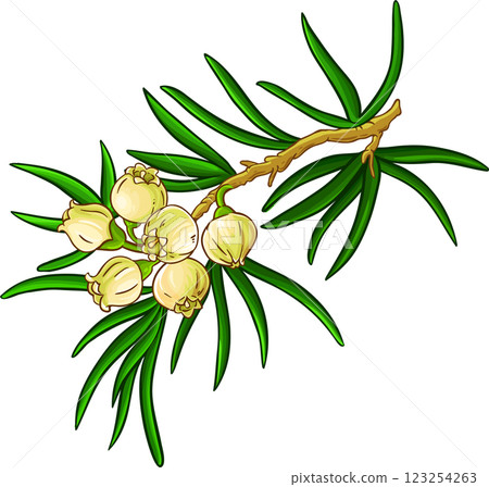 Juniper Branch with Flowers and Leaves Colored Detailed Illustration. Essential oil ingredient for aromatherapy, health care, alternative medicine. Juniper Branch with Flowers and Leaves Colored Detailed Illustration. Essential oil ingredient for aromatherapy, health care, alternative medicine. 123254263