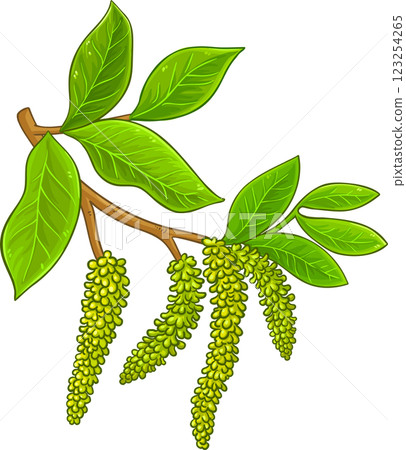 Walnut Branch Colored Detailed Illustration Walnut Branch Colored Detailed Illustration 123254265