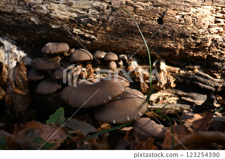 Brown mushroom growing on a fallen tree Brown mushroom growing on a fallen tree 123254390