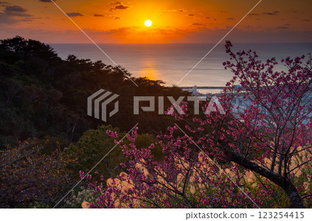 沖繩縣名護市名護城公園櫻花園的琉球冬櫻花早開，名護灣的夕陽西下 123254415