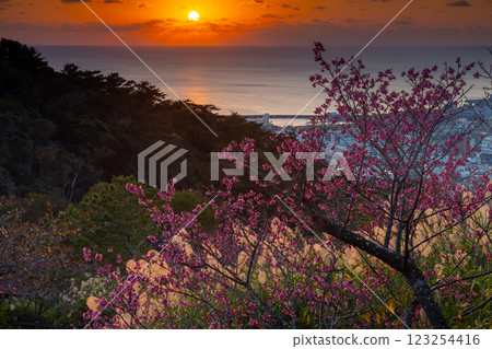 沖繩縣名護市名護城公園櫻花園的琉球冬櫻花早開，名護灣的夕陽西下 123254416