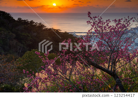 沖繩縣名護市名護城公園櫻花園的琉球冬櫻花早開，名護灣的夕陽西下 123254417