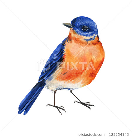 Eastern bluebird watercolor illustrations, handpainted birds with vibrant blue and orange plumage, wildlife spring theme 123254543