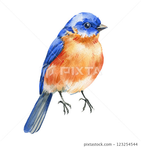 Spring watercolor colorful bird, eastern blue bird illustration, wildlife hand painted nature, delicate artistic artwork 123254544