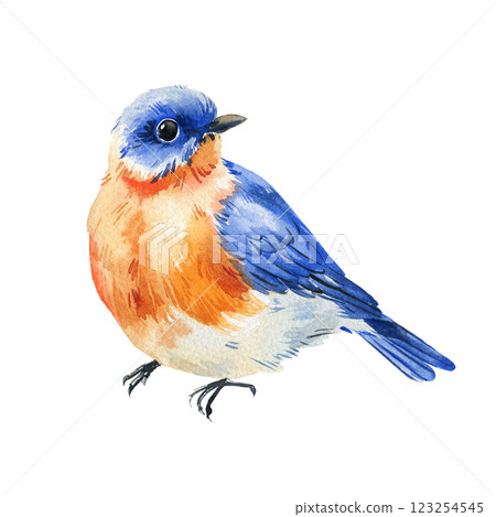 Spring bird hand painted bluebirds in watercolor style, detailed bird illustration, wildlife natural beauty, vintage art 123254545