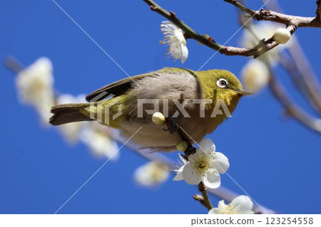 Meiro stopping at the plum branch 123254558