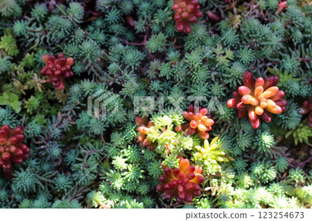 Succulent plant Sedum Palidum green and rainbow ball red 123254673