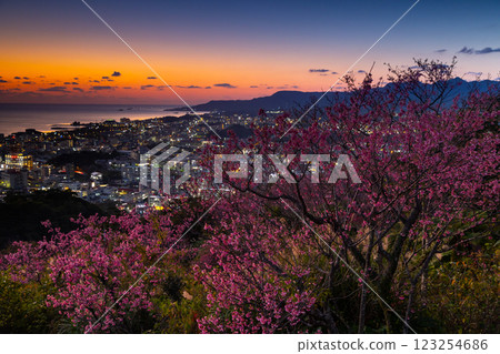 Early-blooming Ryukyu winter cherry blossoms at Sakura Garden in Nago Castle Park, Nago City, Okinawa Prefecture, and the sunset over Nago Bay over the city night view 123254686